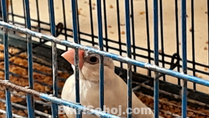 Java finch/sparrow ( cute babies (8) for sale )